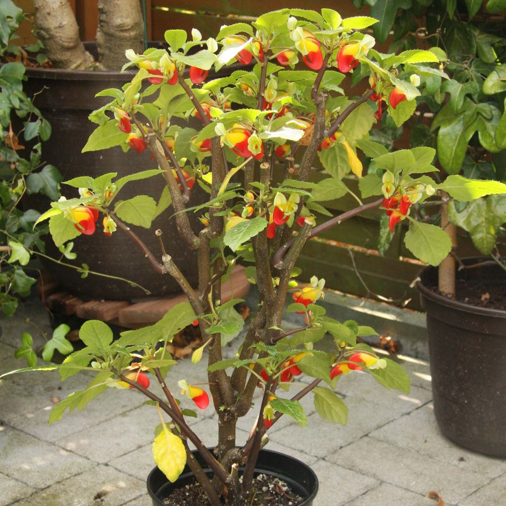 Impatiens niamniamensis rouge et jaune - Impatience de Zanzibar