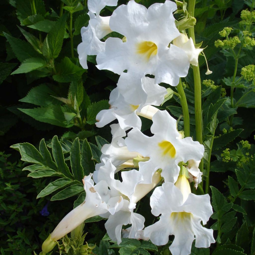 Incarvillea Snowtop