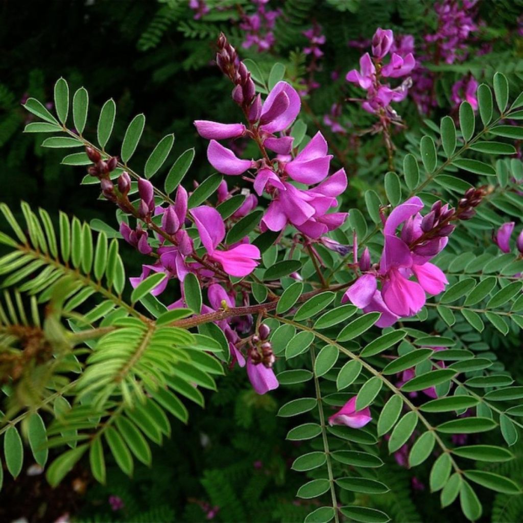 Indigofera heterantha - Indigo del Himalaya