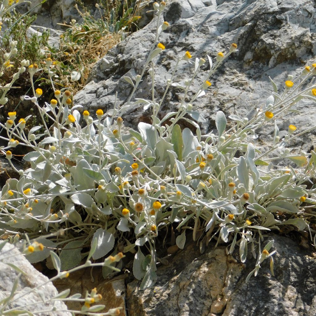 Inula candida subsp. verbascifolia