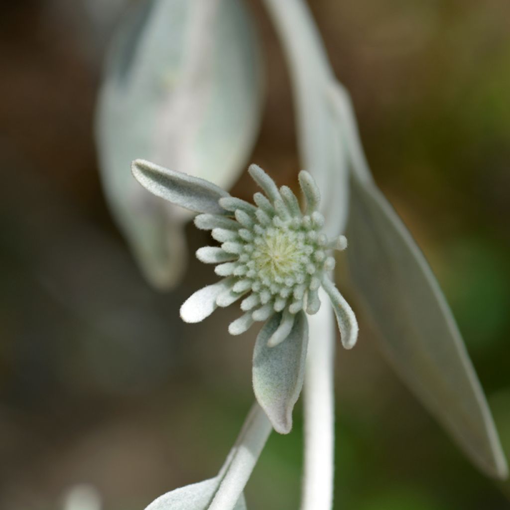 Inula candida subsp. verbascifolia