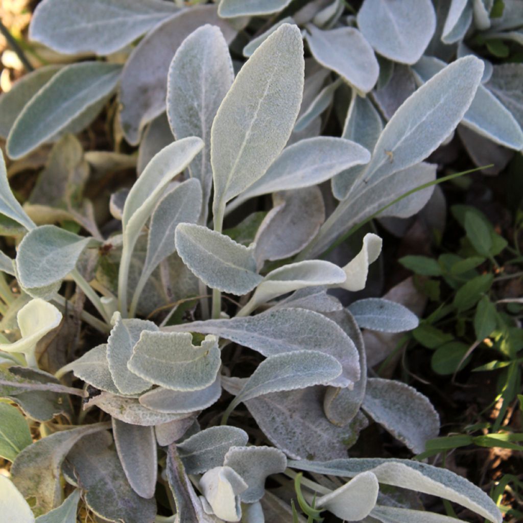 Inula candida subsp. verbascifolia