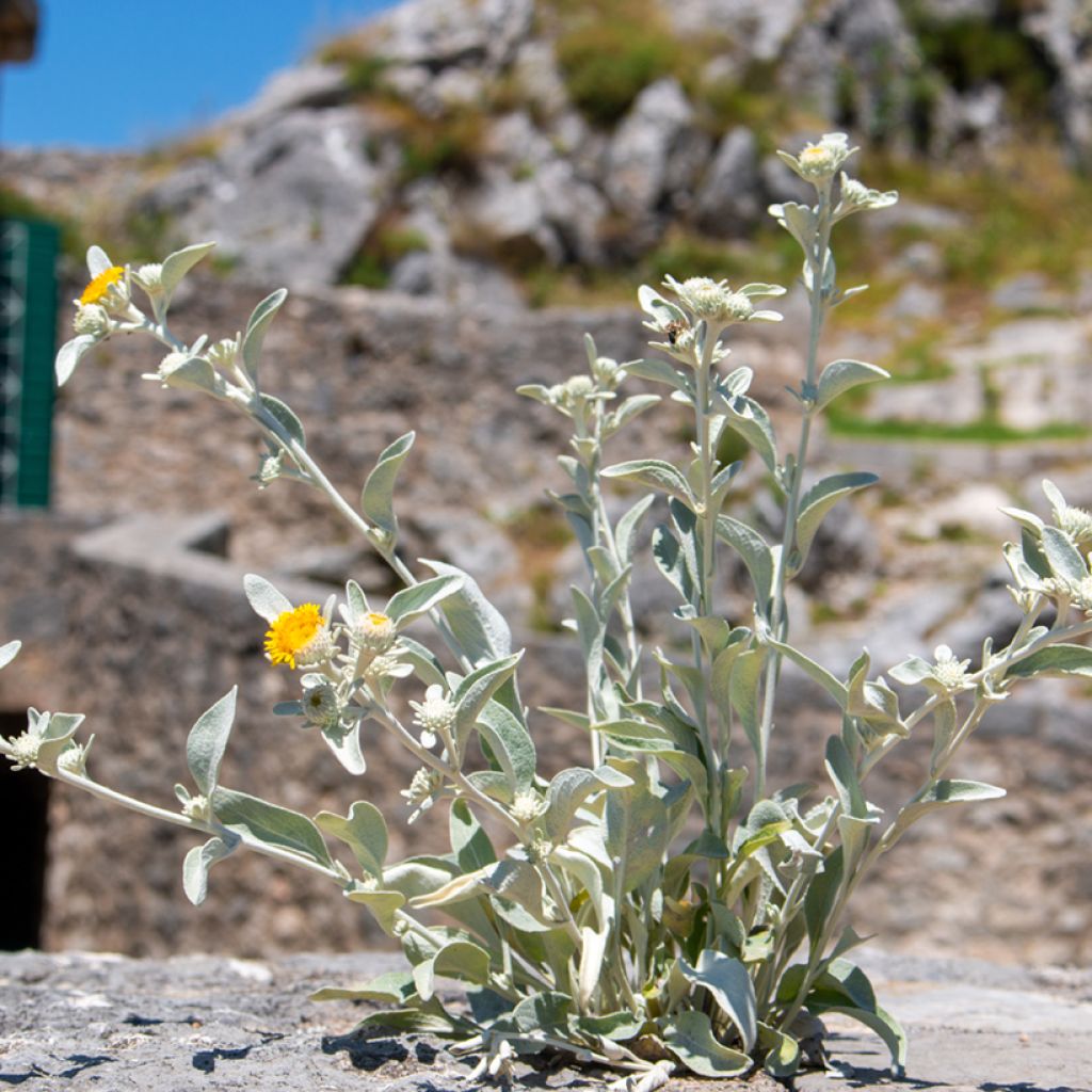 Inula candida subsp. verbascifolia