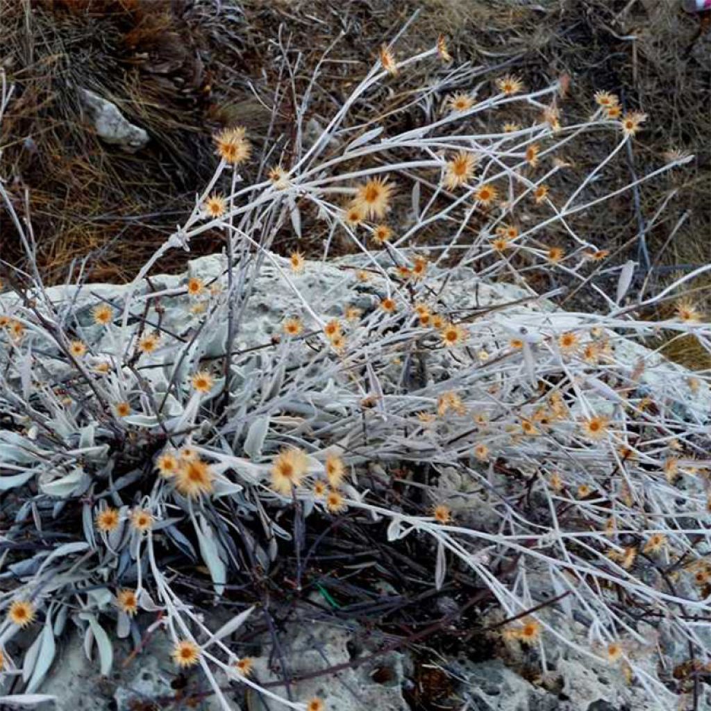 Inula candida subsp. verbascifolia