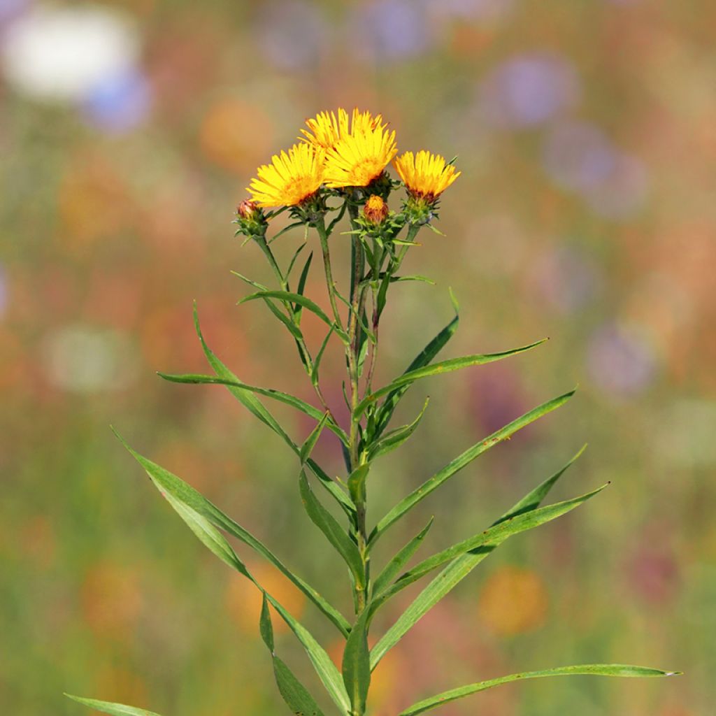 Inula ensifolia