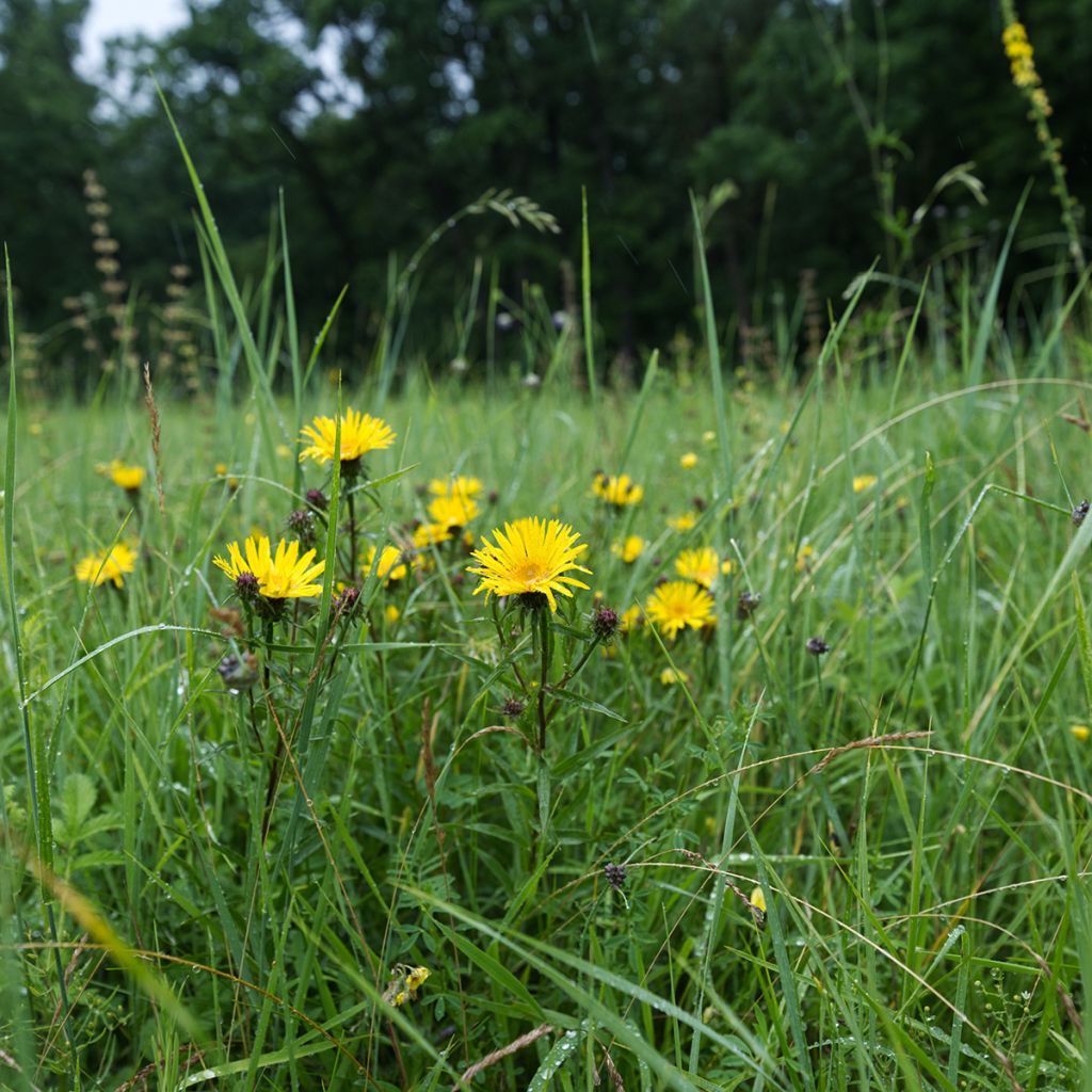 Inula ensifolia