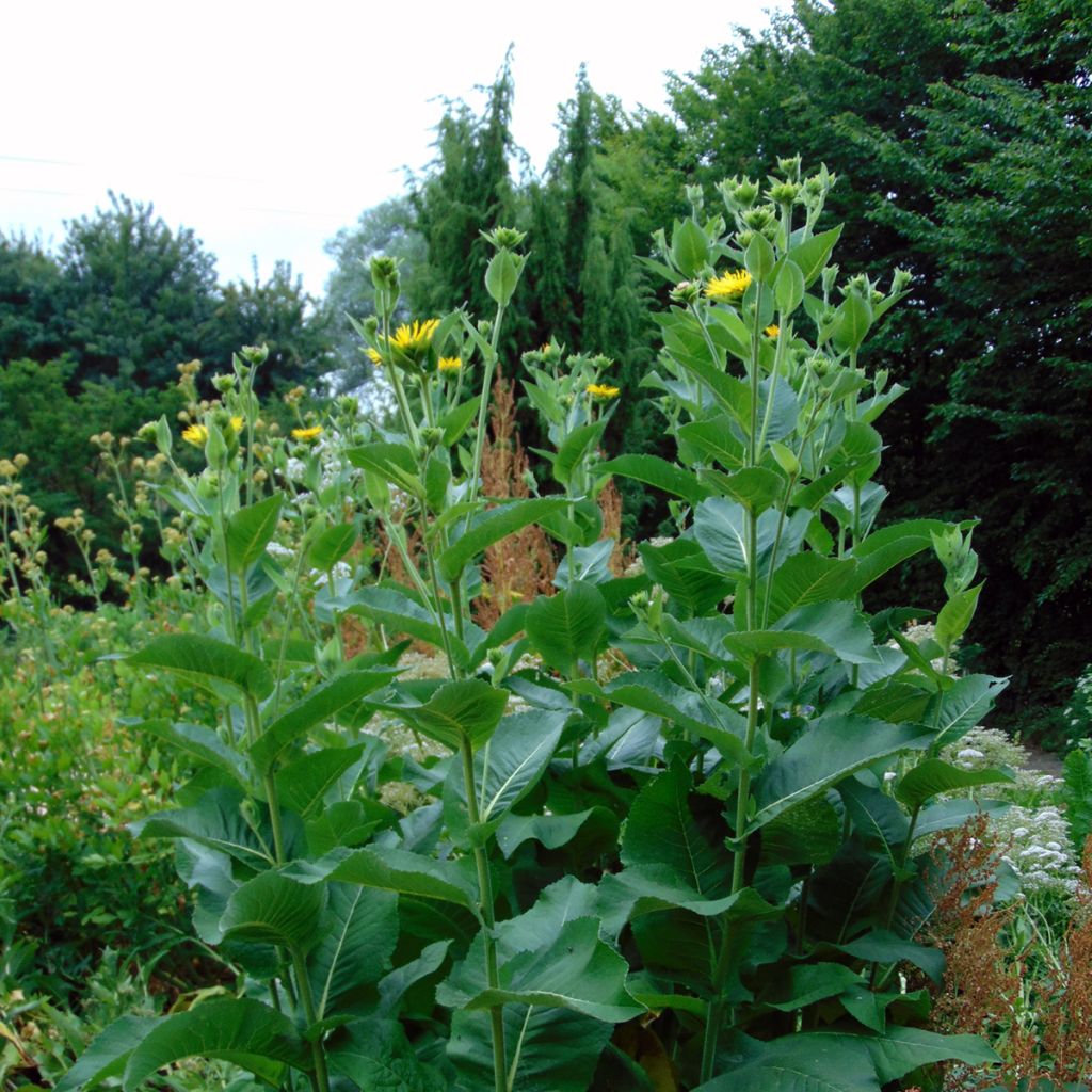 Inula helenium - Grande Aunée