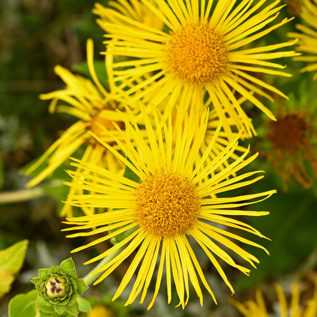 Inula helenium - Helenio