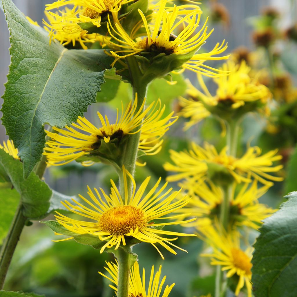 Inula helenium - Helenio