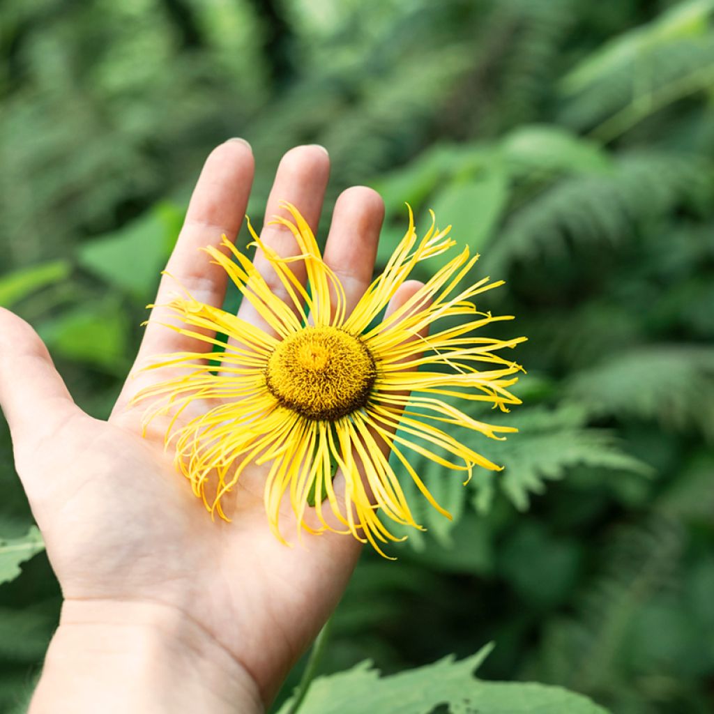 Inula helenium - Helenio