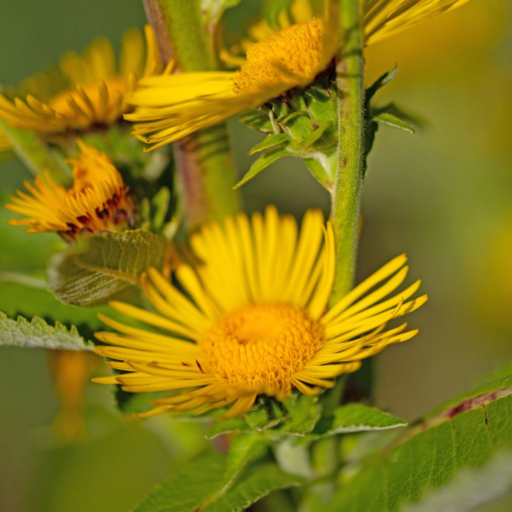 Inula helenium - Helenio