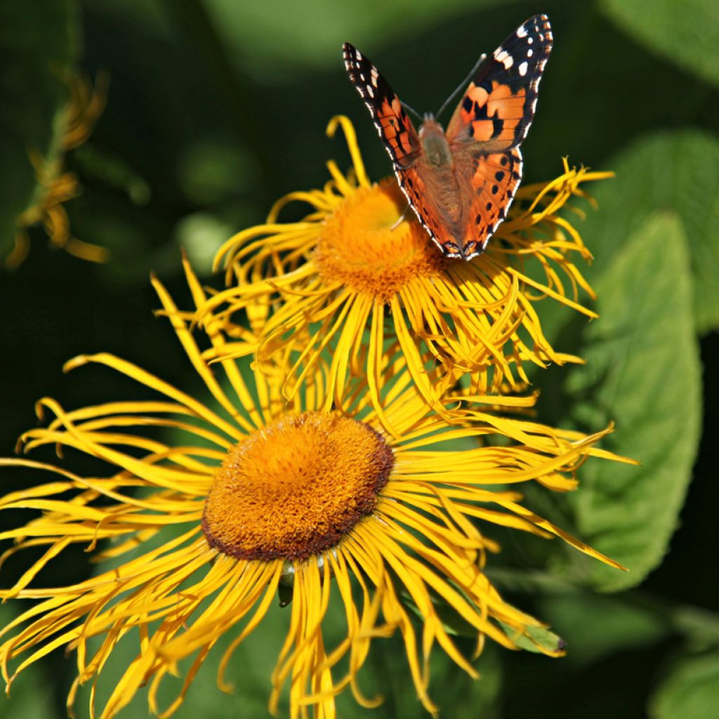 Inula helenium - Helenio