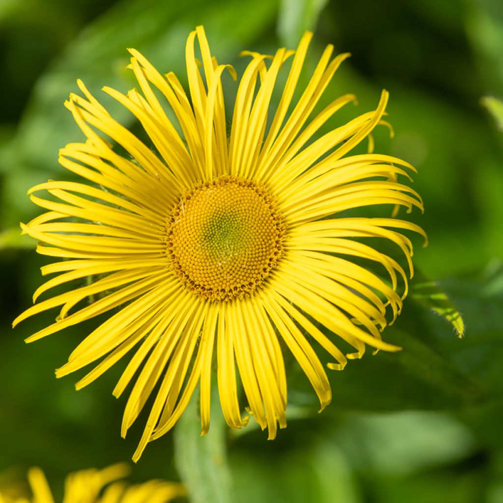 Inula helenium - Helenio