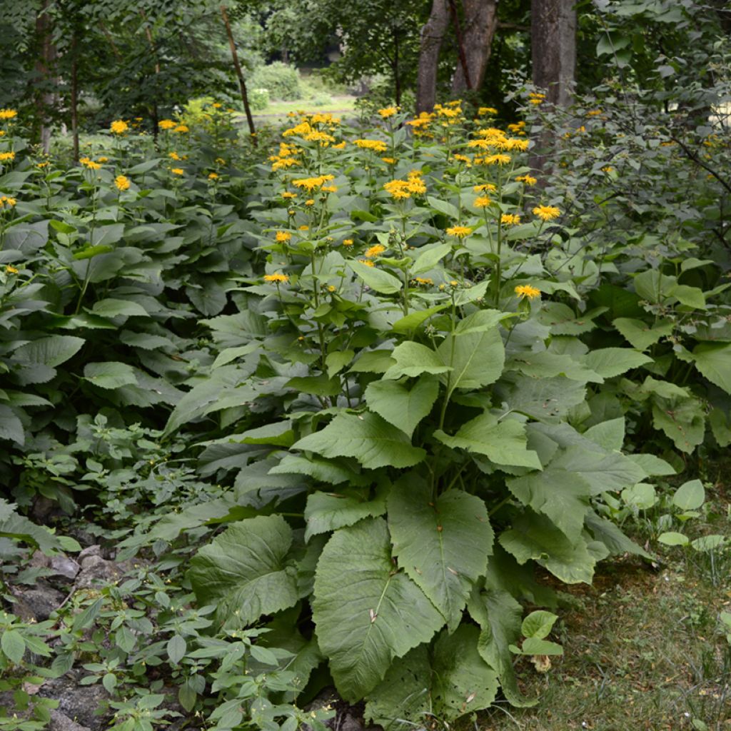 Inula helenium - Helenio