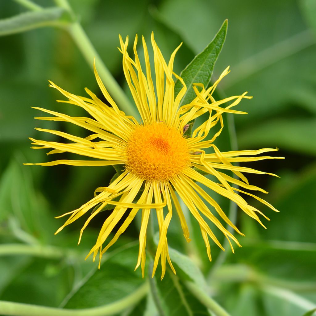 Inula magnifica