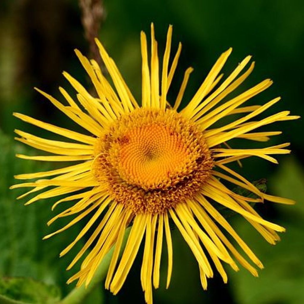 Inula orientalis - Aunée orientale