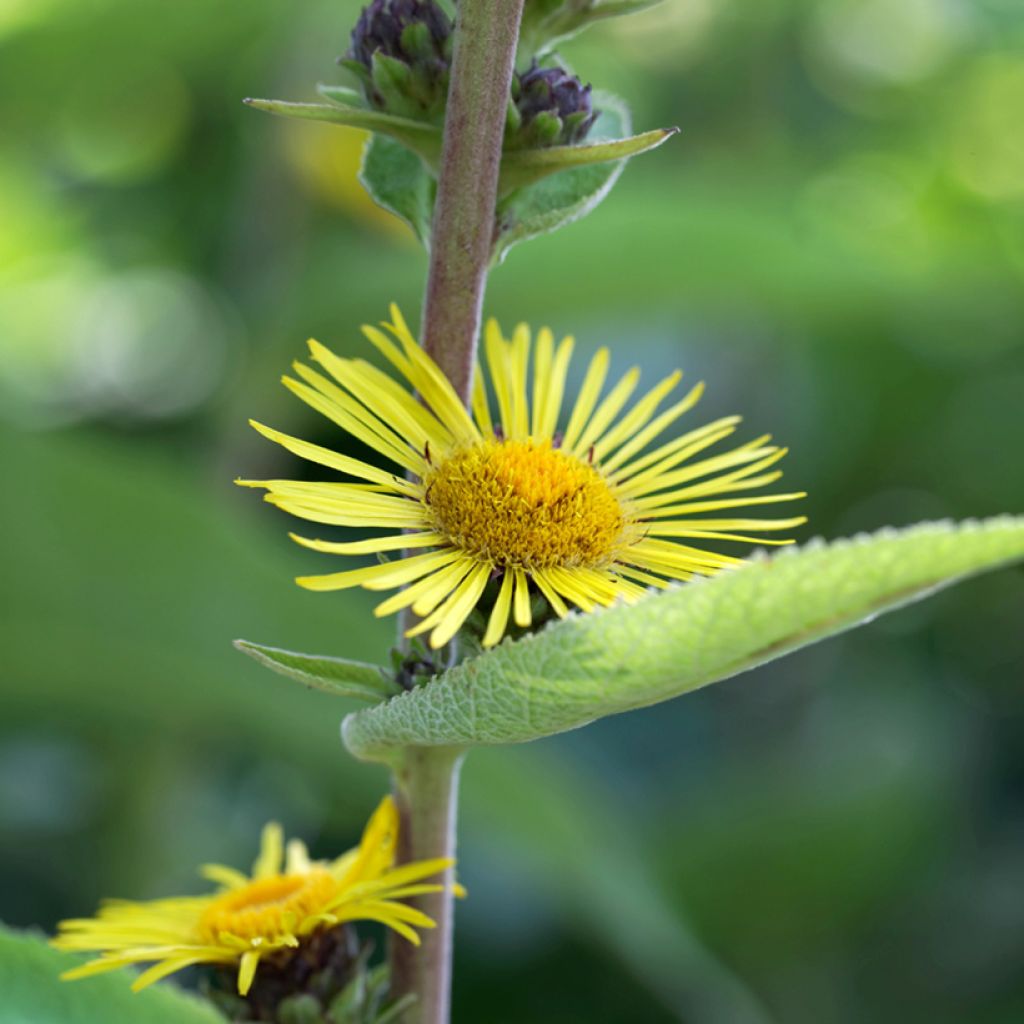 Inula racemosa Sonnenspeer