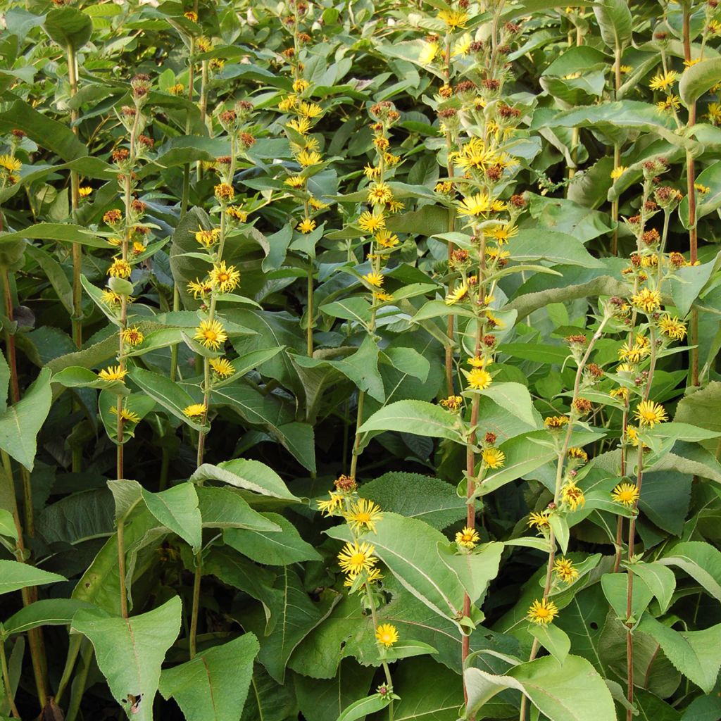 Inula racemosa Sonnenspeer