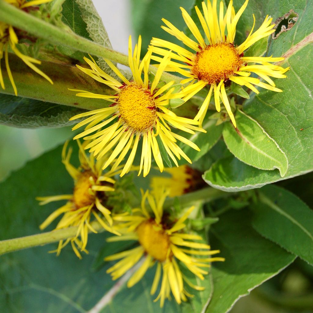 Inula racemosa Sonnenspeer