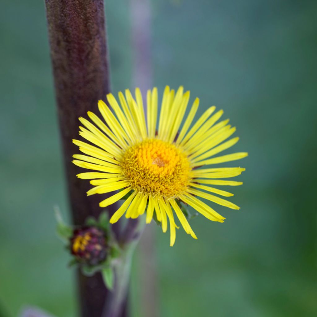 Inula racemosa Sonnenspeer