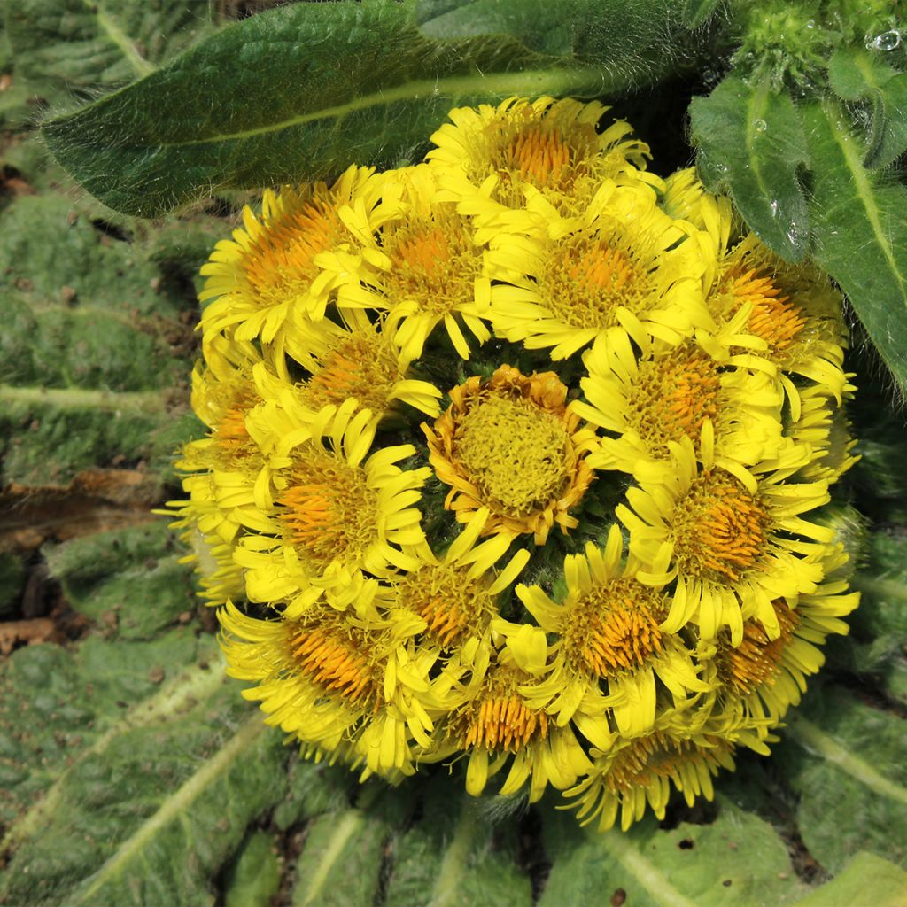 Inula rhizocephala