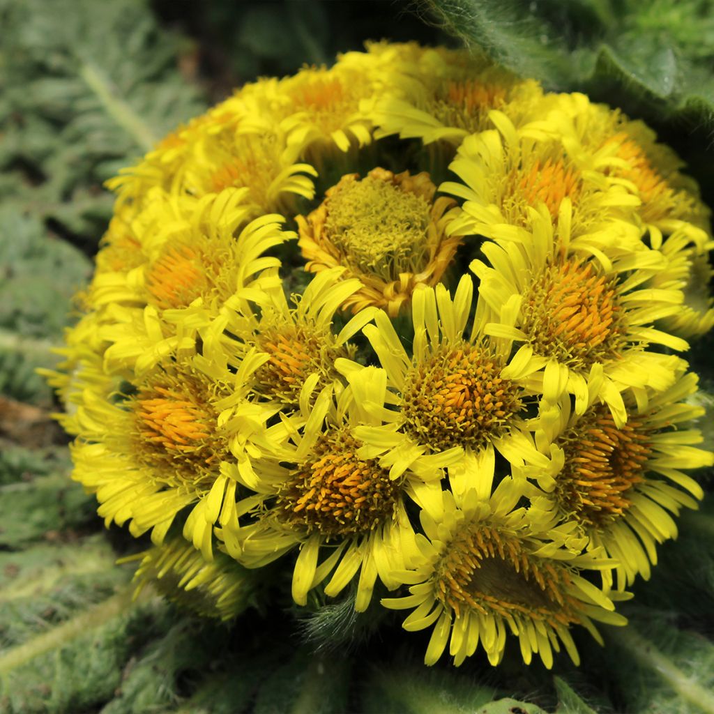 Inula rhizocephala