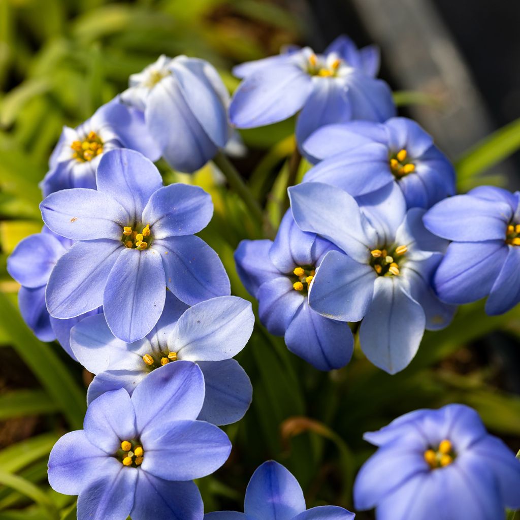 Ipheion Rolf Fiedler