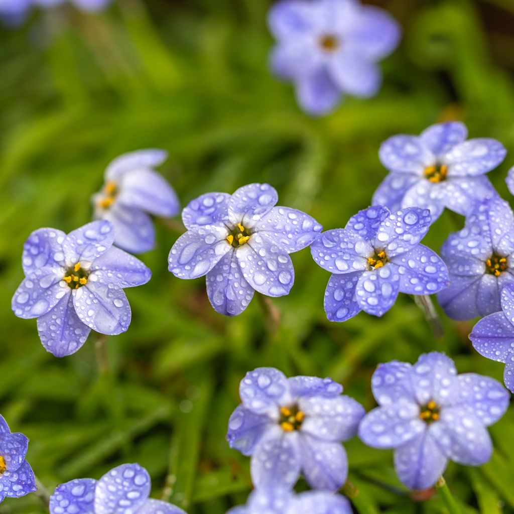 Ipheion Rolf Fiedler