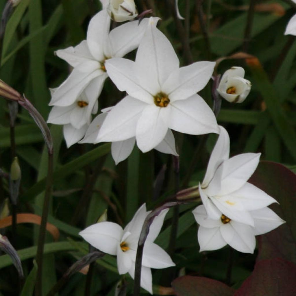 Ipheion uniflorum White Star