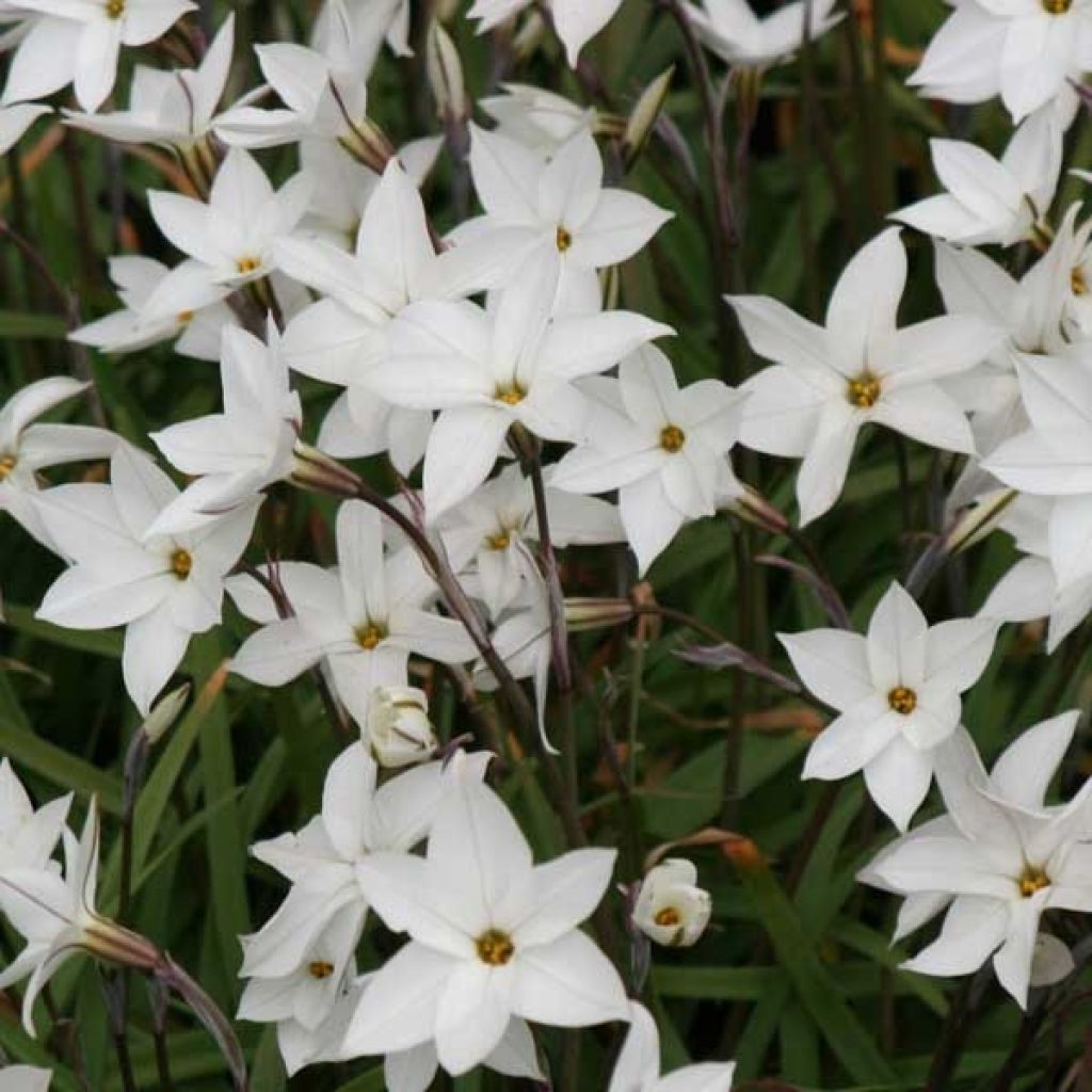 Ipheion uniflorum White Star