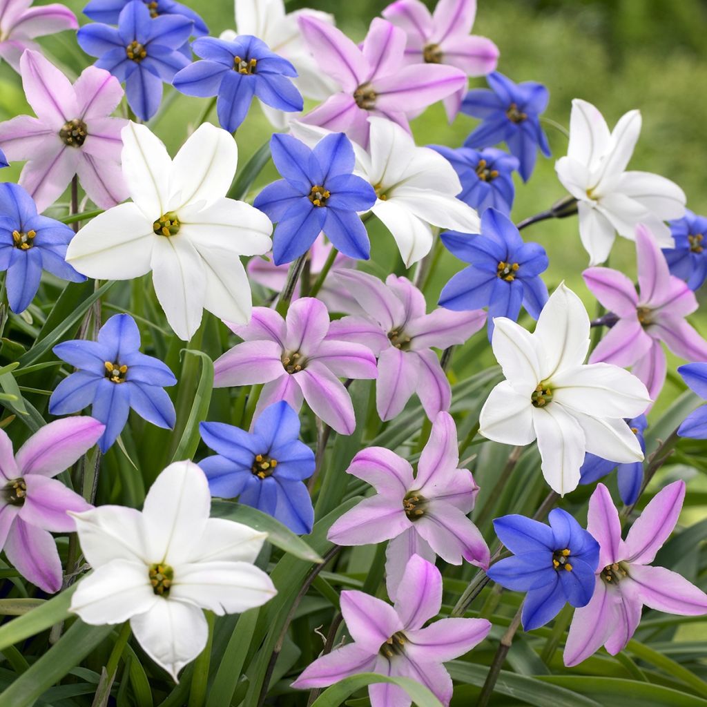 Ipheion unflorum en mélange - Etoile du printemps