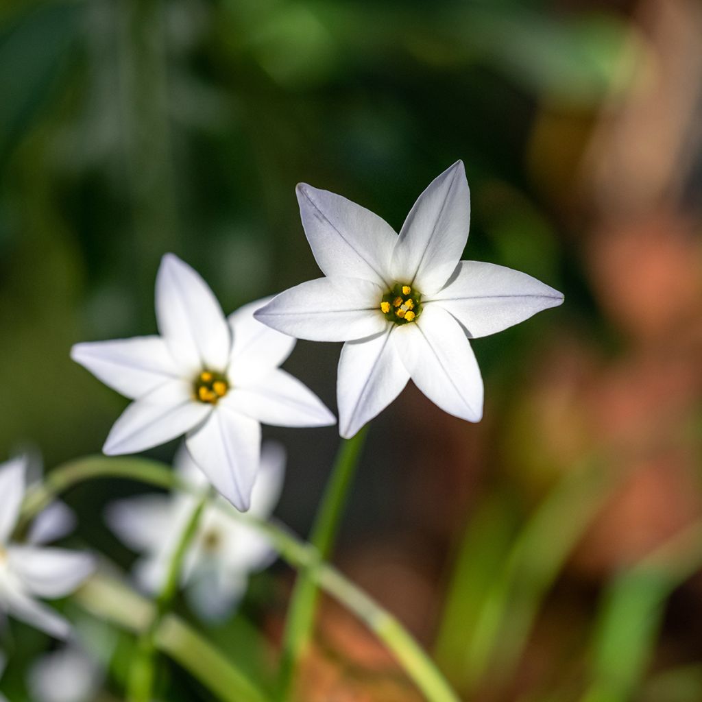 Ipheion uniflorum White Star