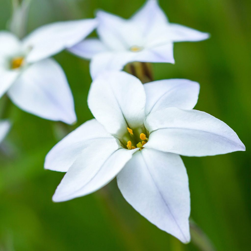 Ipheion uniflorum White Star