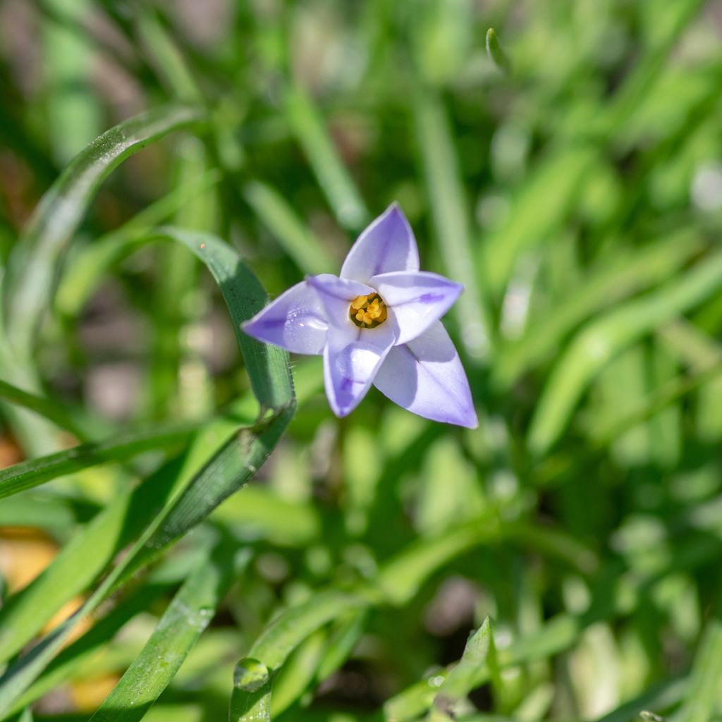 Ipheion uniflorum Wisley Blue