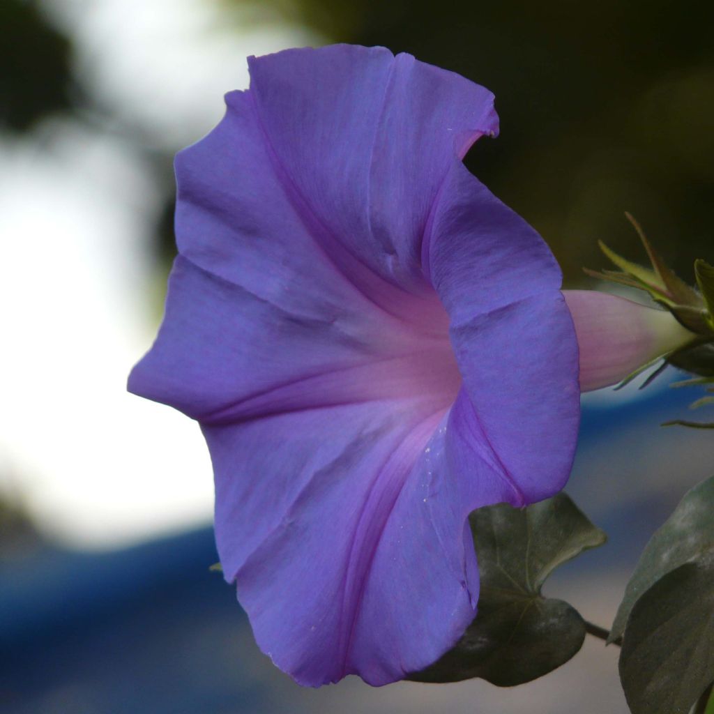 Ipomoea learii - Ipomée d'Inde