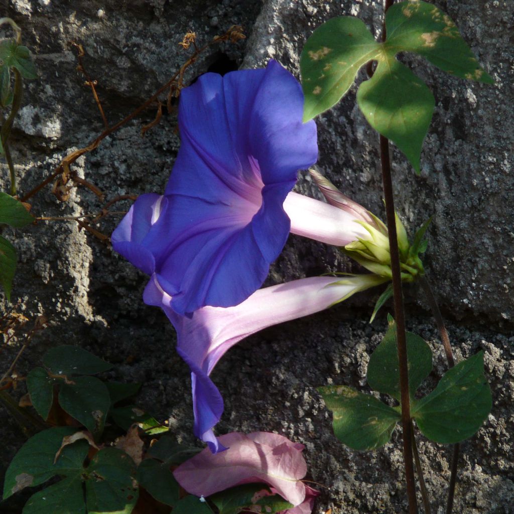 Ipomoea learii - Ipomée d'Inde