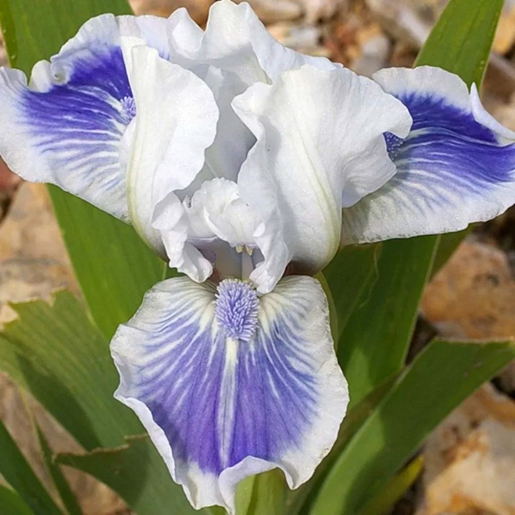 Iris germanica Big Blue Eyes