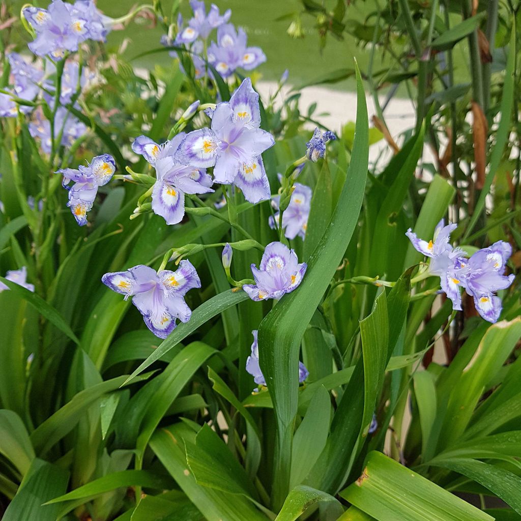 Iris confusa Martyn Rix