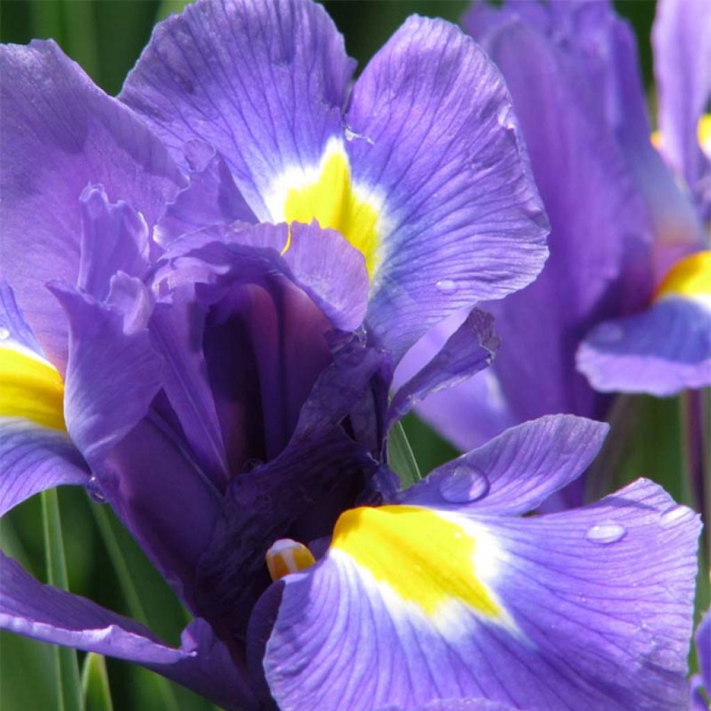 Iris de Hollande Blue Magic