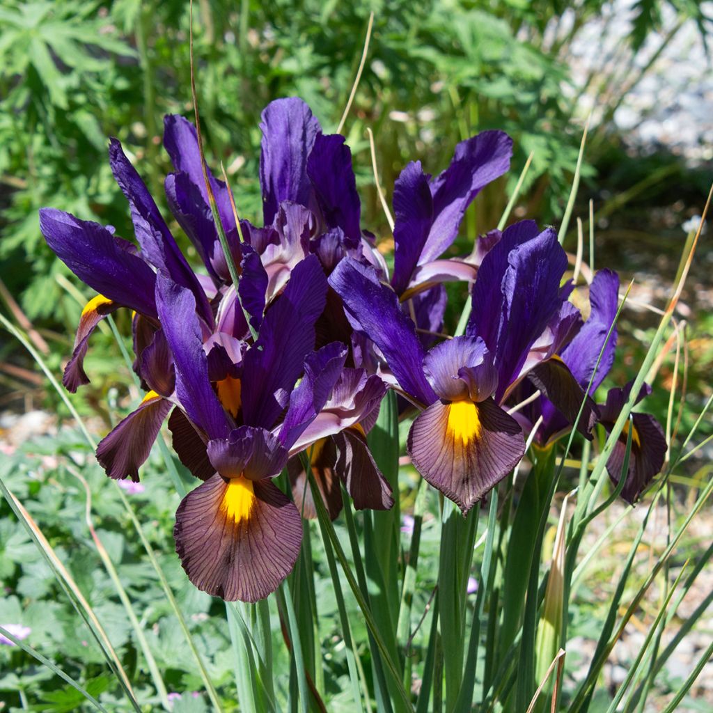 Iris hollandica Eye of the Tiger - Iris de Holanda