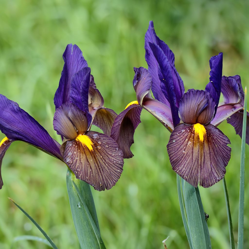 Iris hollandica Eye of the Tiger - Iris de Holanda