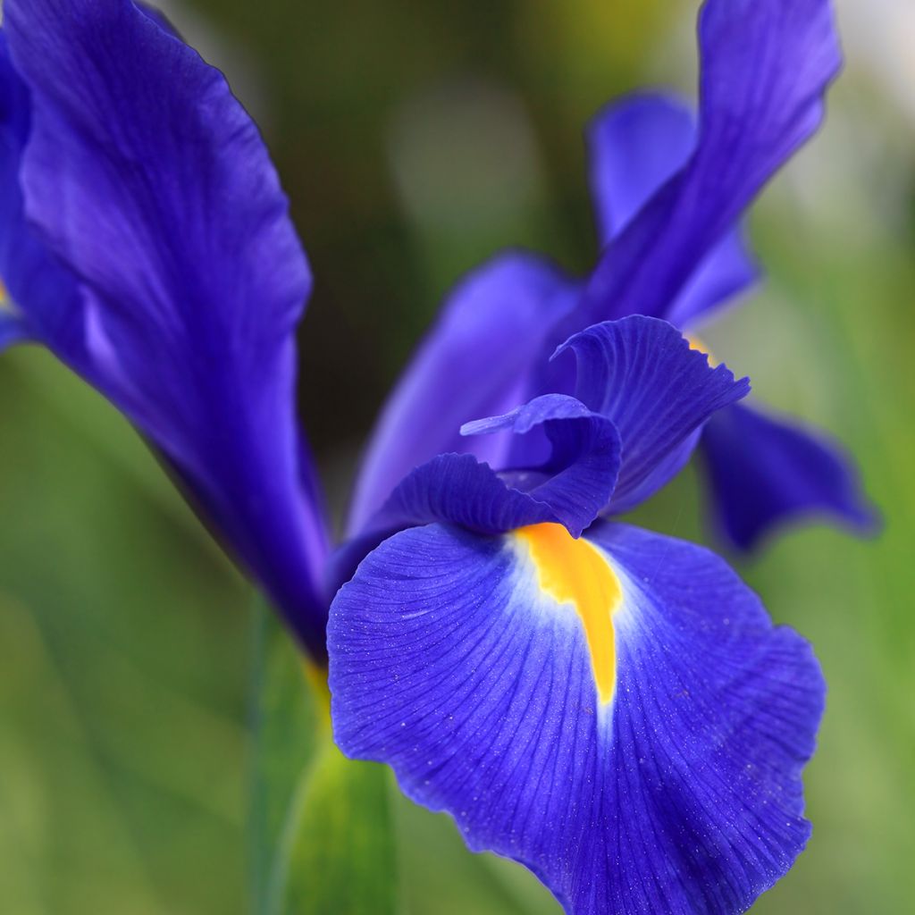 Iris hollandica Professor Blaauw - Iris de Holanda