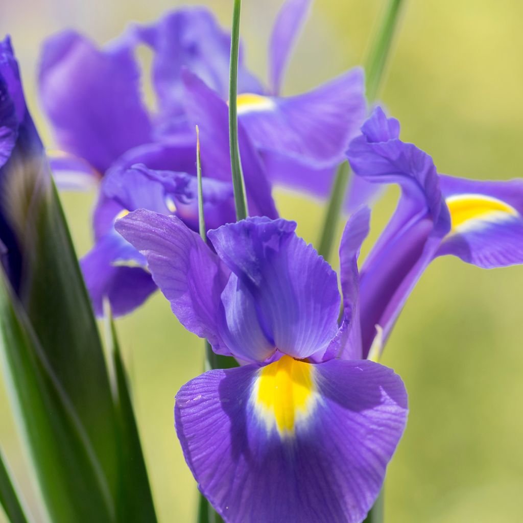 Iris hollandica Sapphire Beauty - Iris de Holanda