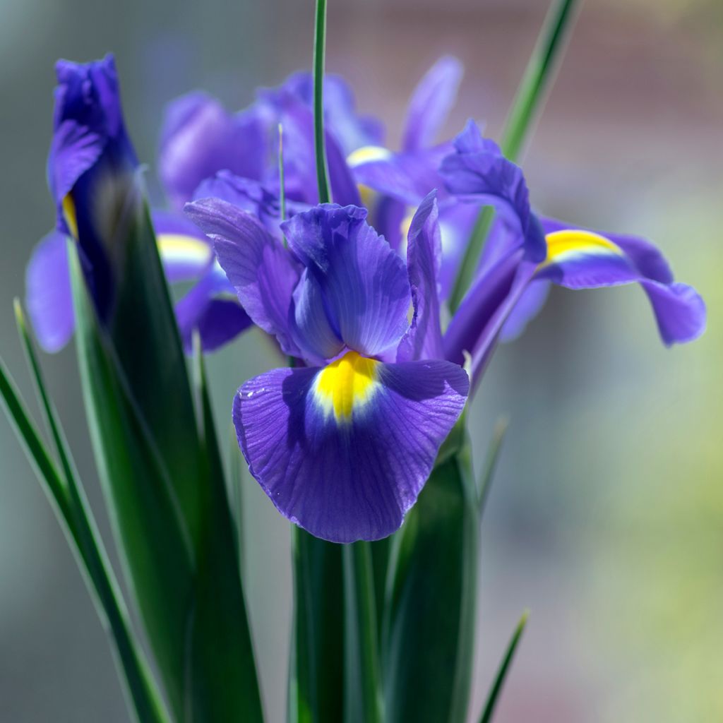 Iris hollandica Sapphire Beauty - Iris de Holanda