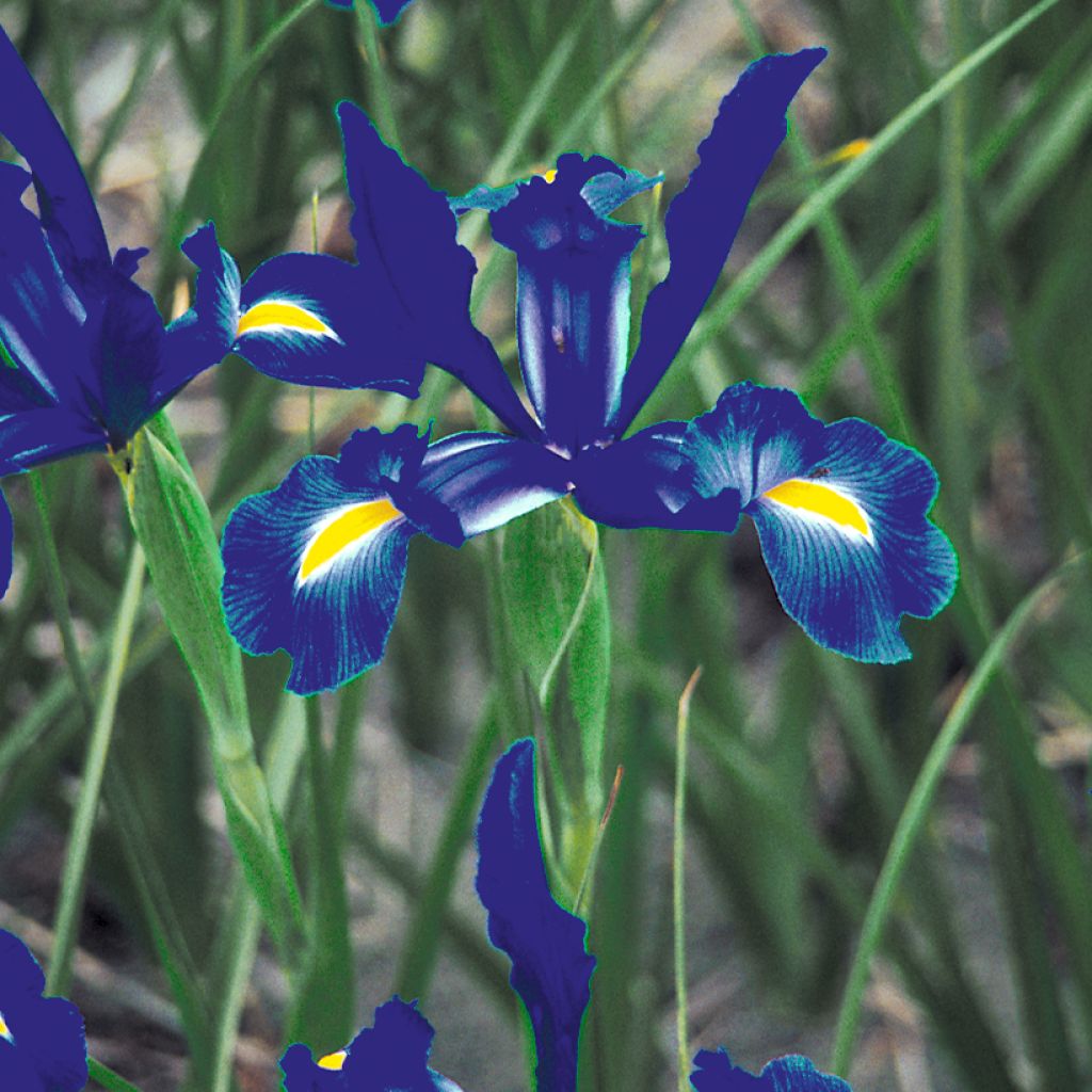 Iris hollandica Telstar - Iris de Holanda