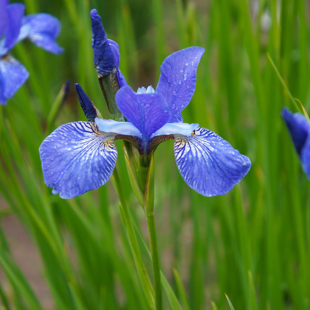 Lirio de Siberia Blue King - Iris sibirica