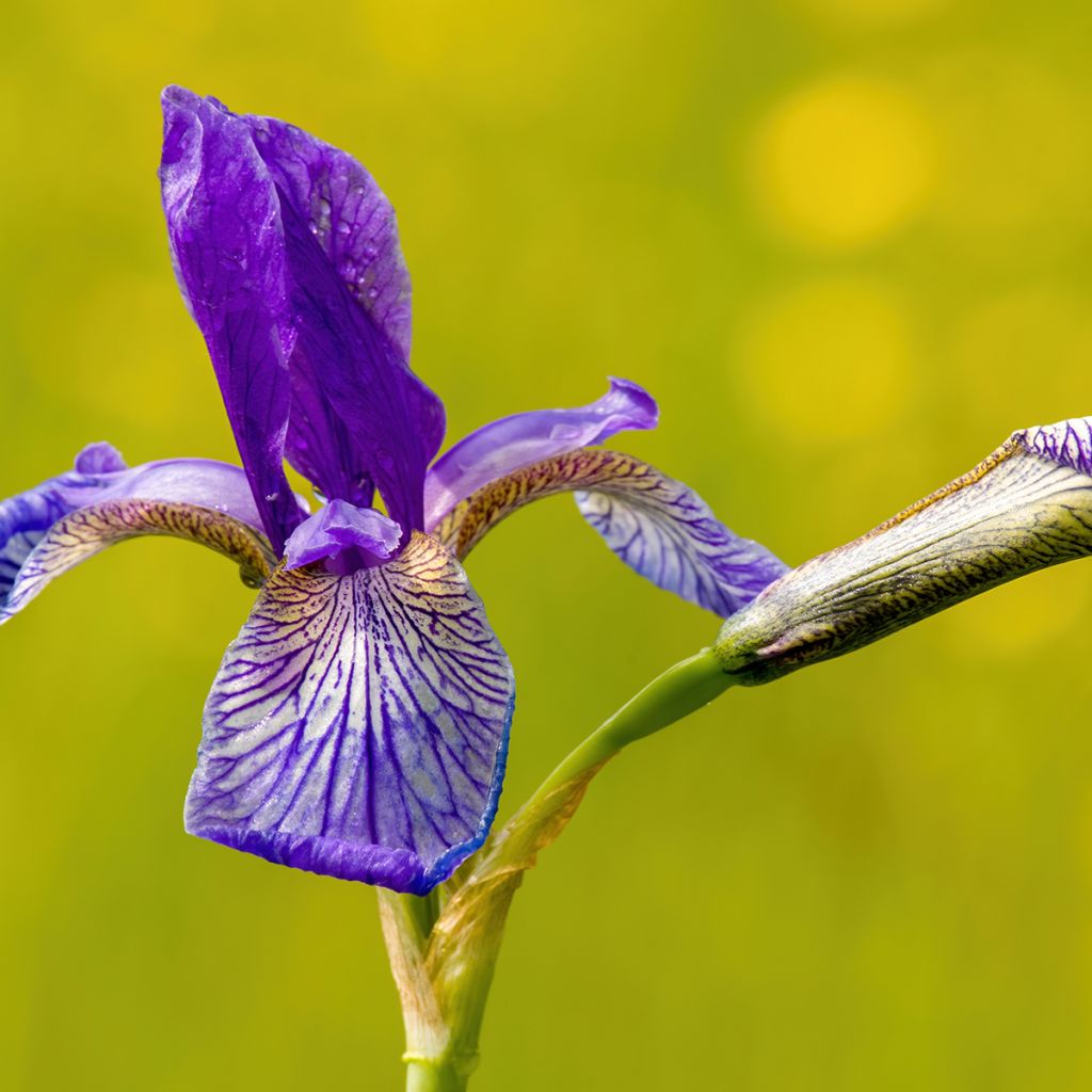 Lirio de Siberia Blue King - Iris sibirica