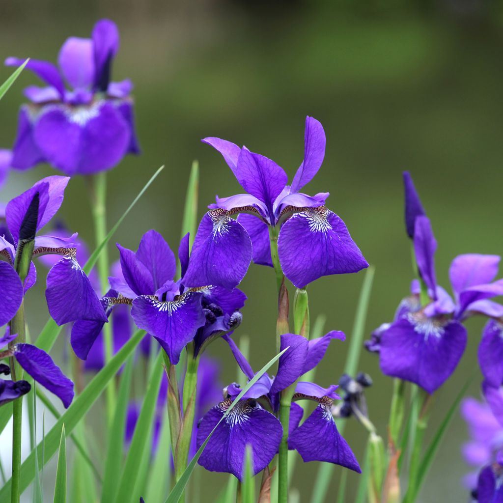 Lirio de Siberia Caesar's Brother - Iris sibirica