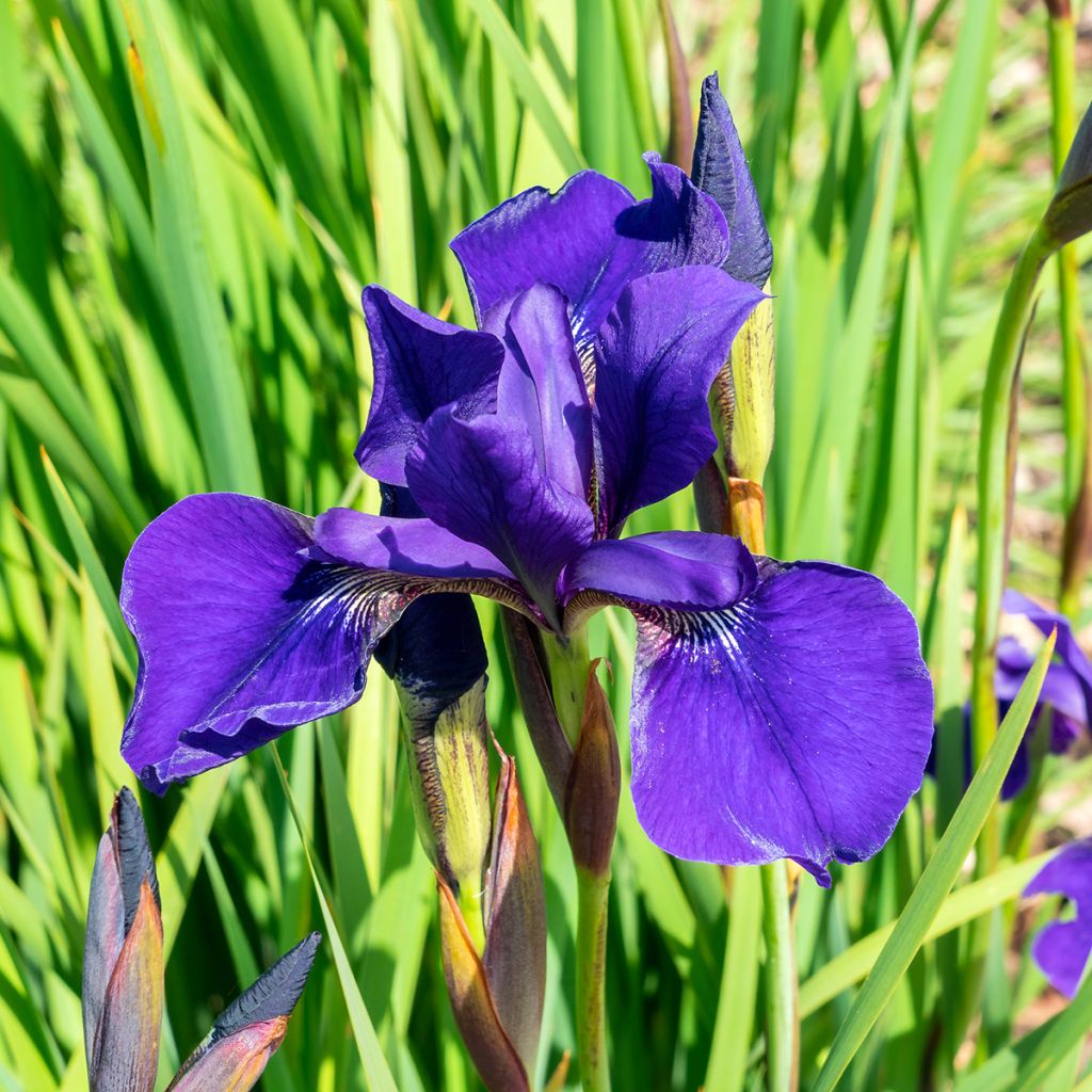 Lirio de Siberia Caesar's Brother - Iris sibirica