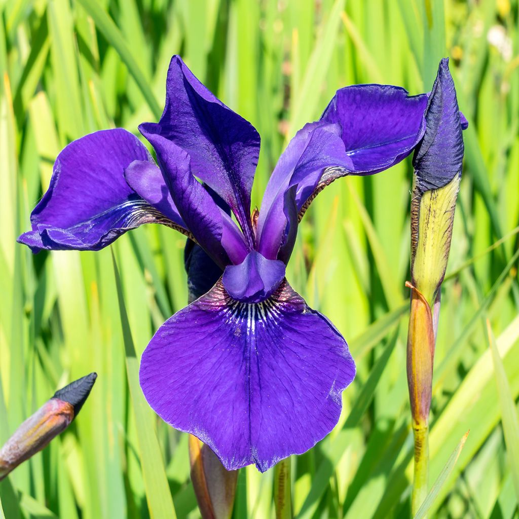 Lirio de Siberia Caesar's Brother - Iris sibirica